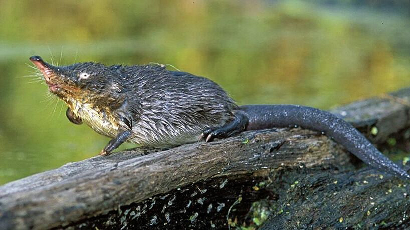 � ��������� ������� ������������ ������� ��� ��������� ��������