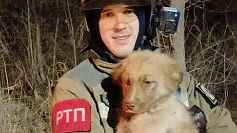 В Приморье пожарные спасли щенка, провалившегося в колодец В Приморье пожарные спасли щенка, провалившегося в колодец