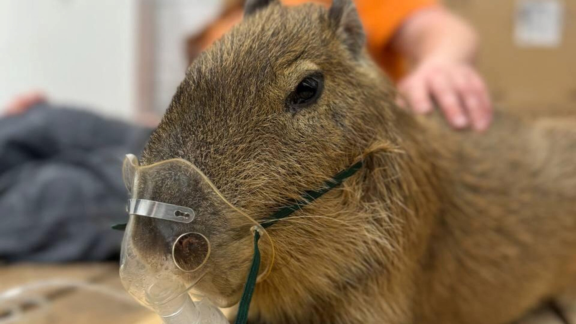 В Белгородском зоопарке умер капибара Рудольф