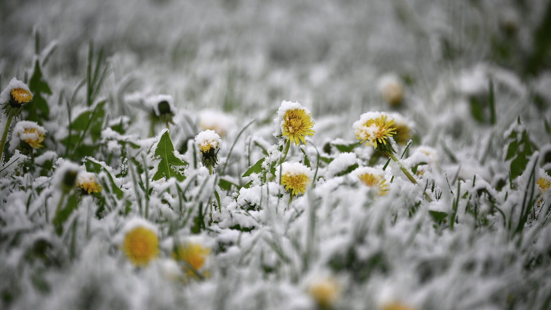 В московском регионе в ночь на воскресенье зафиксировали заморозки