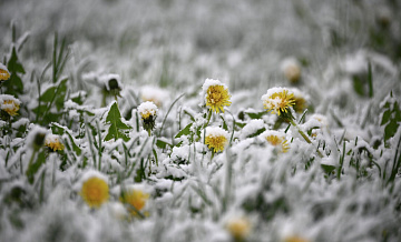 В московском регионе в ночь на воскресенье зафиксировали заморозки