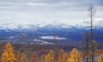 В Якутии ловят медведя, растерзавшего охотника