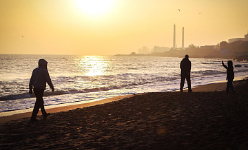 В Дагестане вывозят с побережья туши мертвых нерп