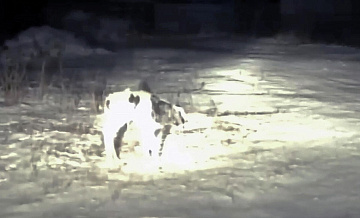 � ������ ������� ������ �������������� �������, ���������� �� �����