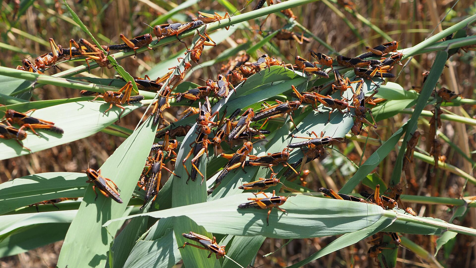 "������ ����". ������ ������ ������� ��-�� ��������������� "���������"