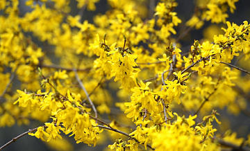В Аптекарском огороде расцвел пасхальный куст