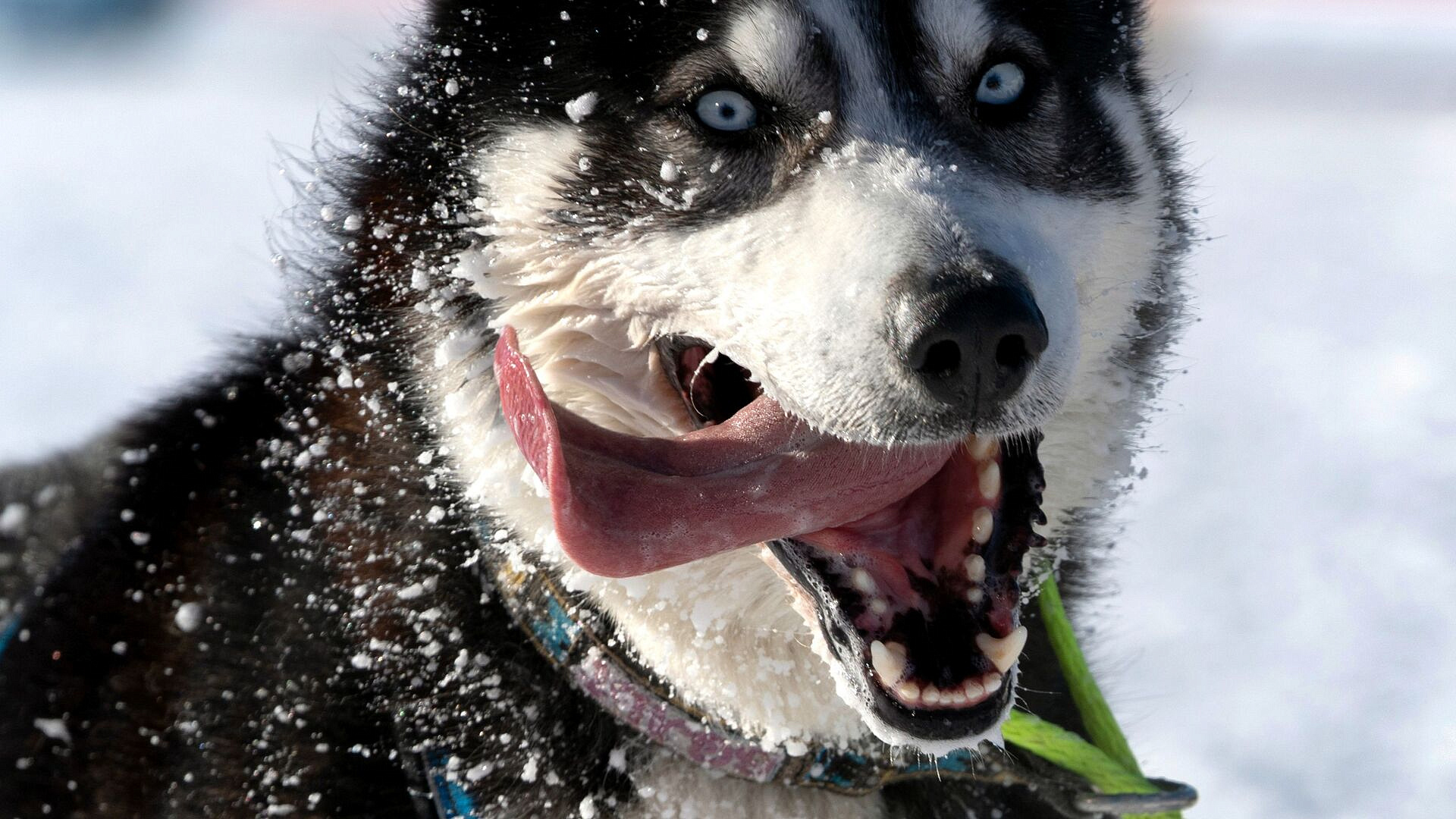 Кинолог назвала возможные причины нападения собак на ребенка в Сочи