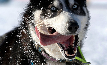 Кинолог назвала возможные причины нападения собак на ребенка в Сочи