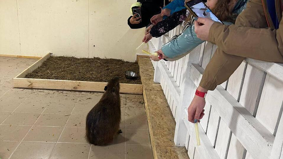 На Ставрополье открылась ферма с капибарами