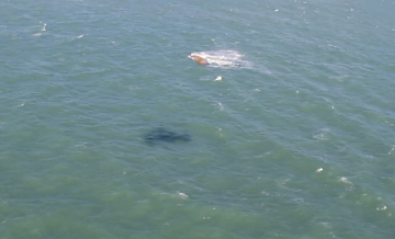 Ученый рассказал о последствиях крушения танкеров в Керченском проливе