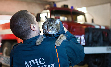 В Калининградской области при пожаре в квартире спасли трех котят