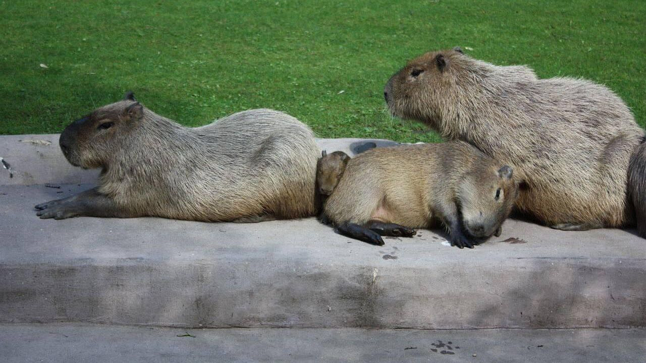 В Ленинградском зоопарке капибары исследуют обновленный вольер