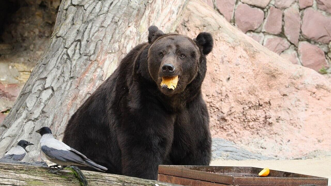 В Московском зоопарке медведи начали выходить из спячки