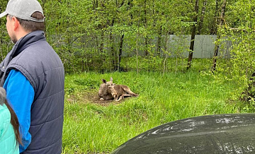 Лосенка, пострадавшего в ДТП в Подмосковье, отправят на лечение