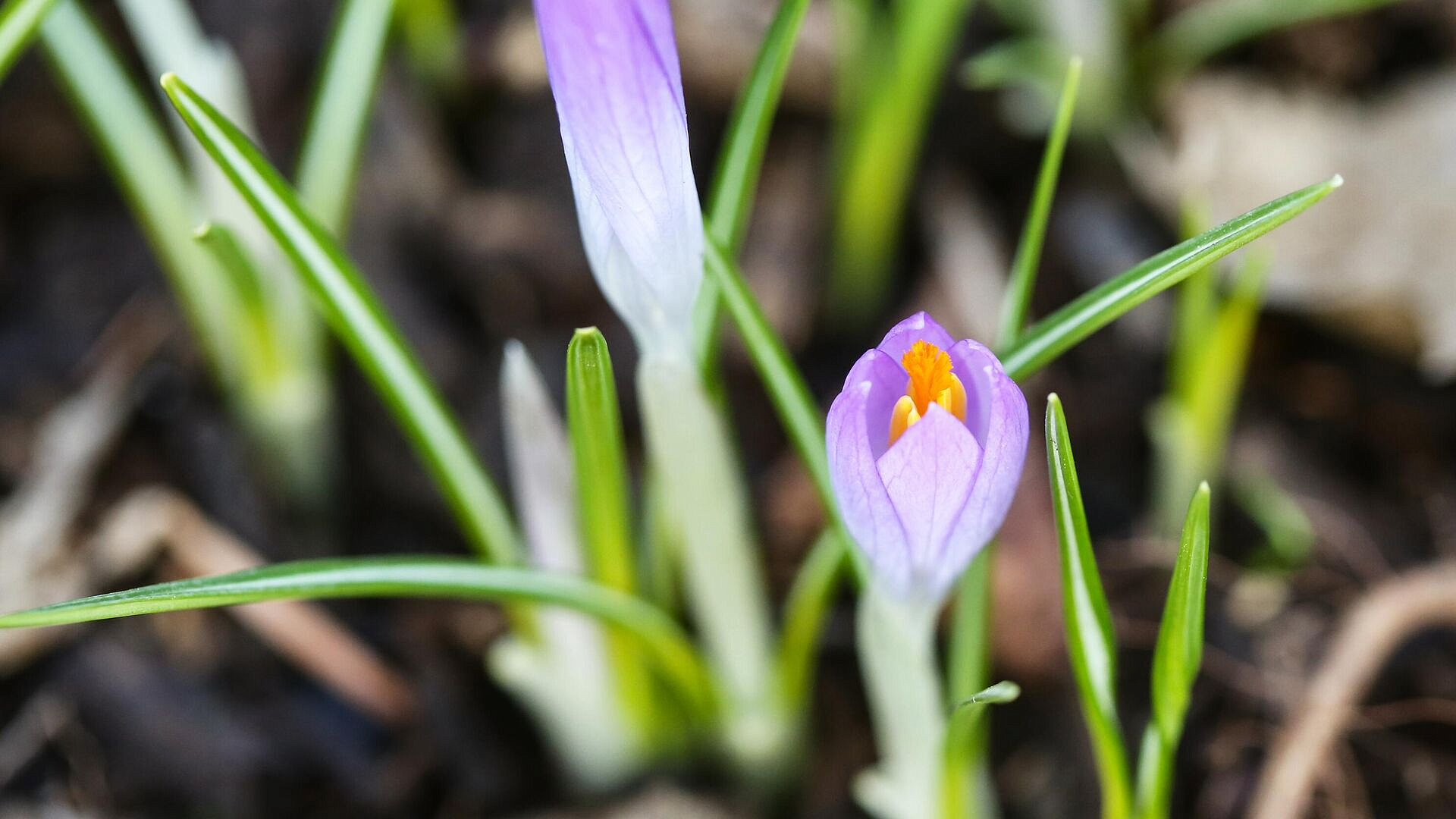 Синоптик рассказала, какими в Москве будут первые дни марта 