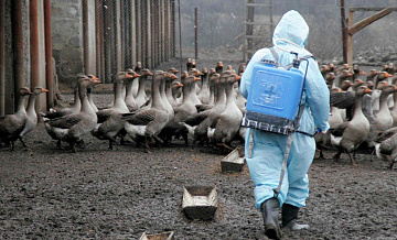 � ��� ���� ������ �������, ������������ ������� �������� ������ H5N5