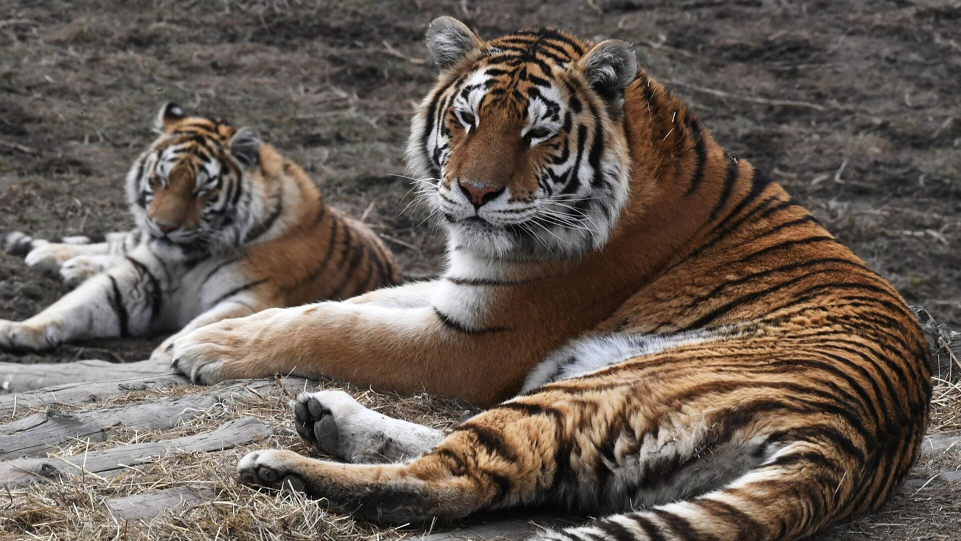 В России устранили угрозу вымирания амурского тигра