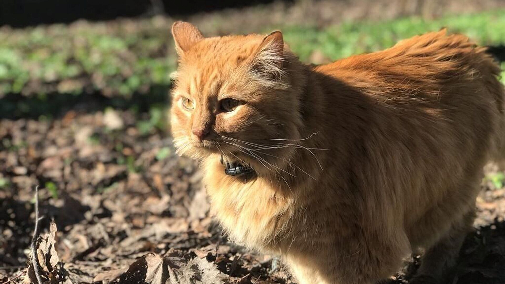 Умер кот Кеша, один из хранителей музея Ахматовой в Петербурге