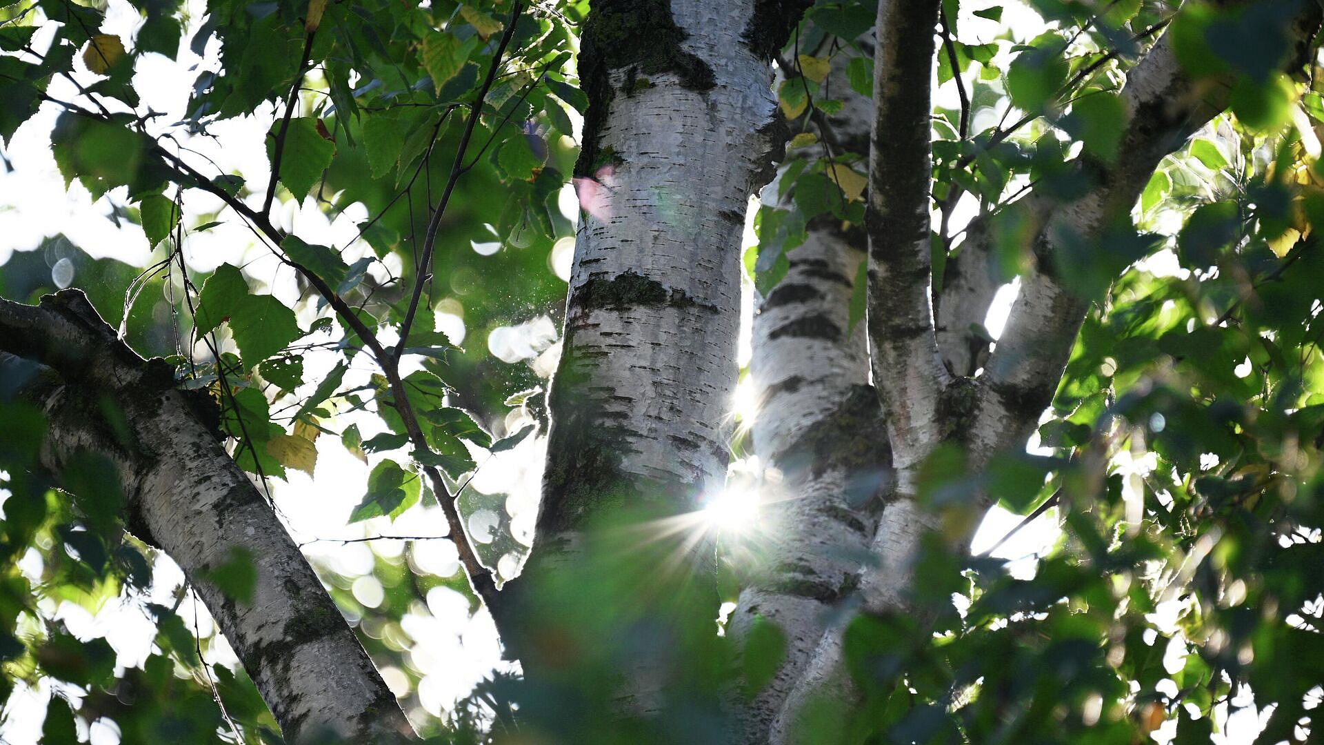 Врач рассказала, когда начнется активная фаза цветения березы