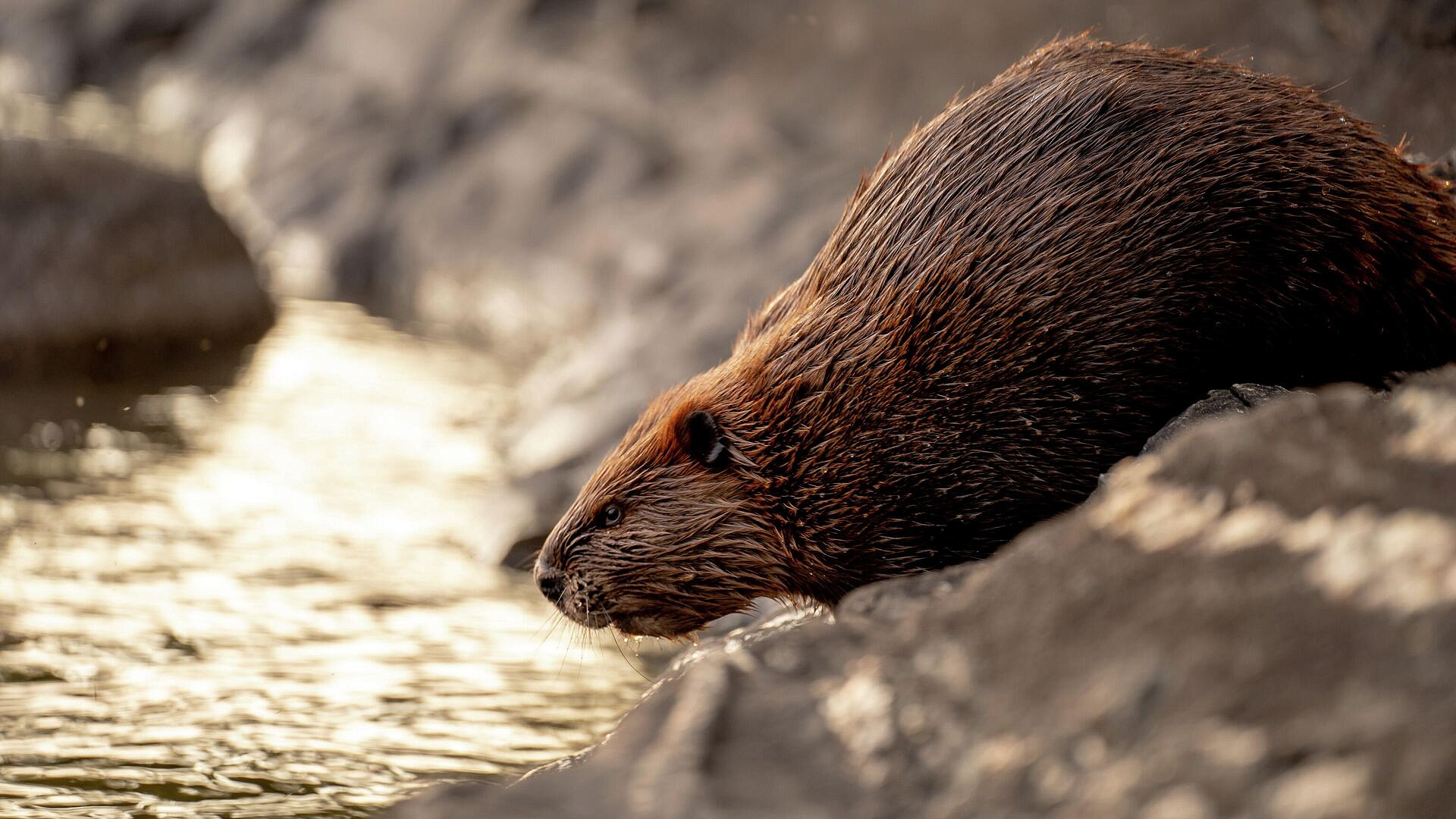 ������ �������� ��������� ������ � ���������� �������