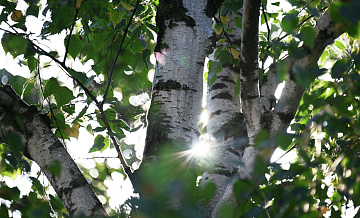 Врач рассказала, когда начнется активная фаза цветения березы