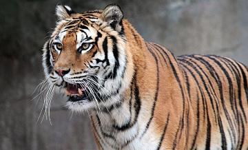 В Приморье инспектор парка застрелил амурского тигра, убившего лесничего