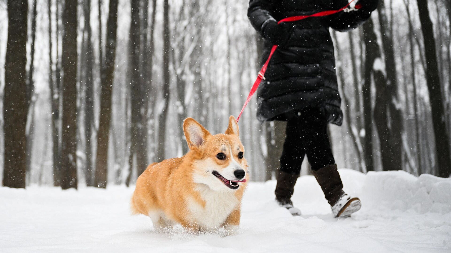 ������������� ���������� ���� ���������� ���� �� ������ ���������� ��������