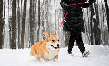 ������������� ���������� ���� ���������� ���� �� ������ ���������� ��������