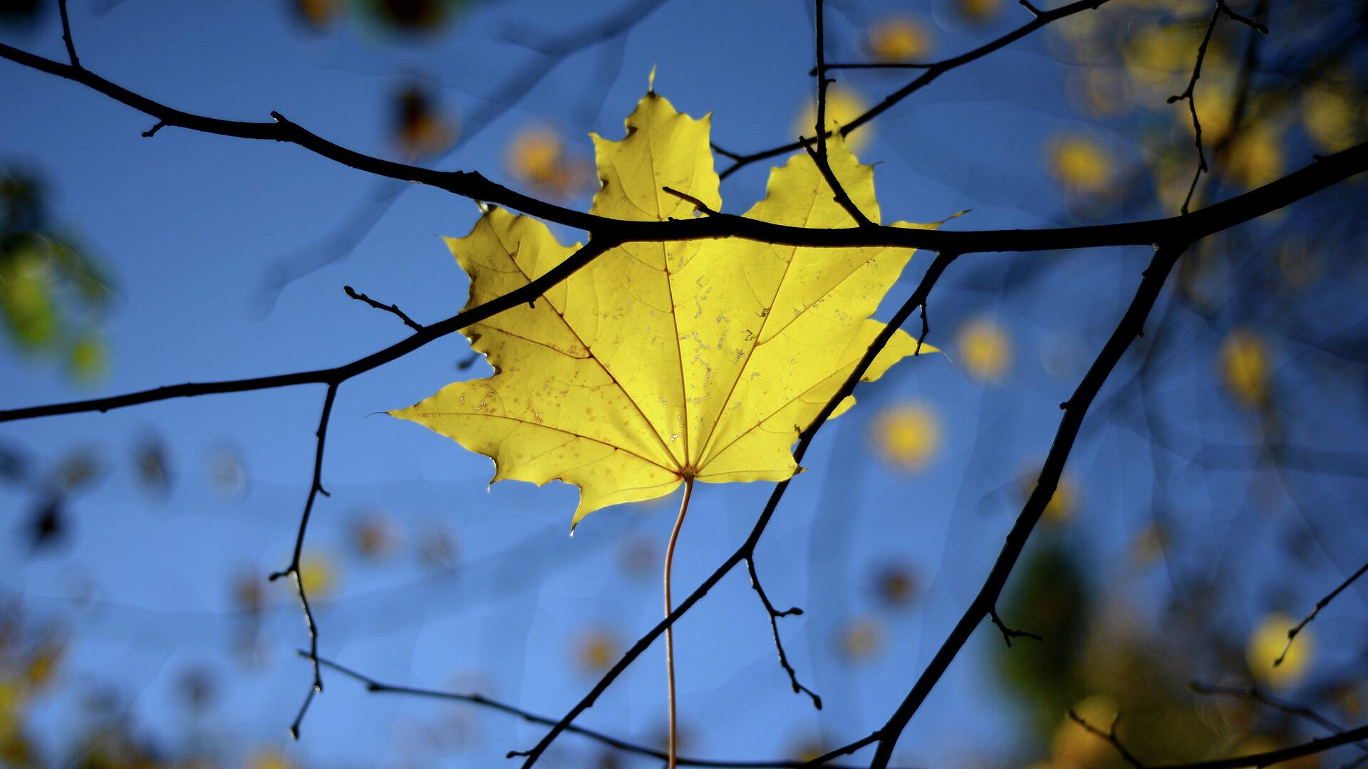 Россиянам рассказали о погоде в последний месяц осени