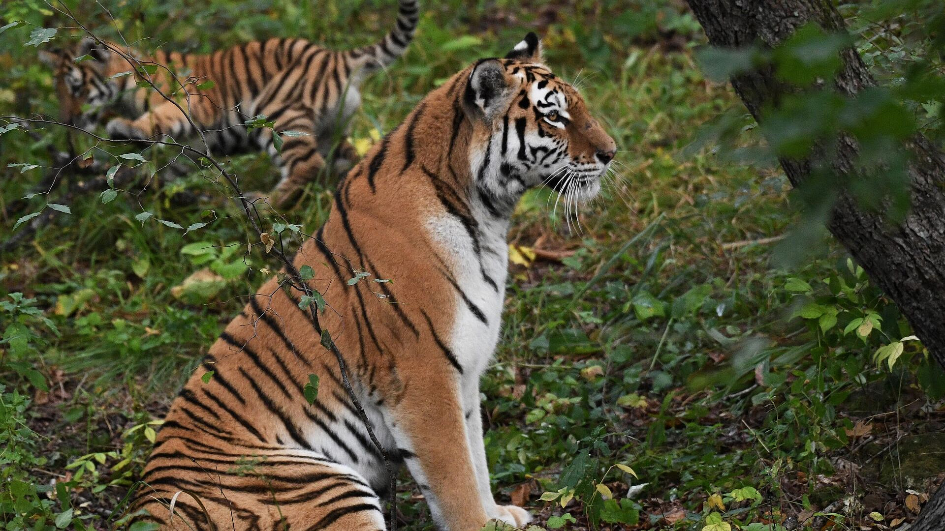 Эксперт назвал количество живущих в России амурских тигров