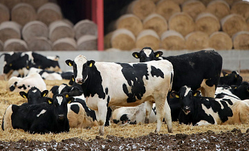 В Новосибирской области ущерб от изъятия скота оценят после его завершения