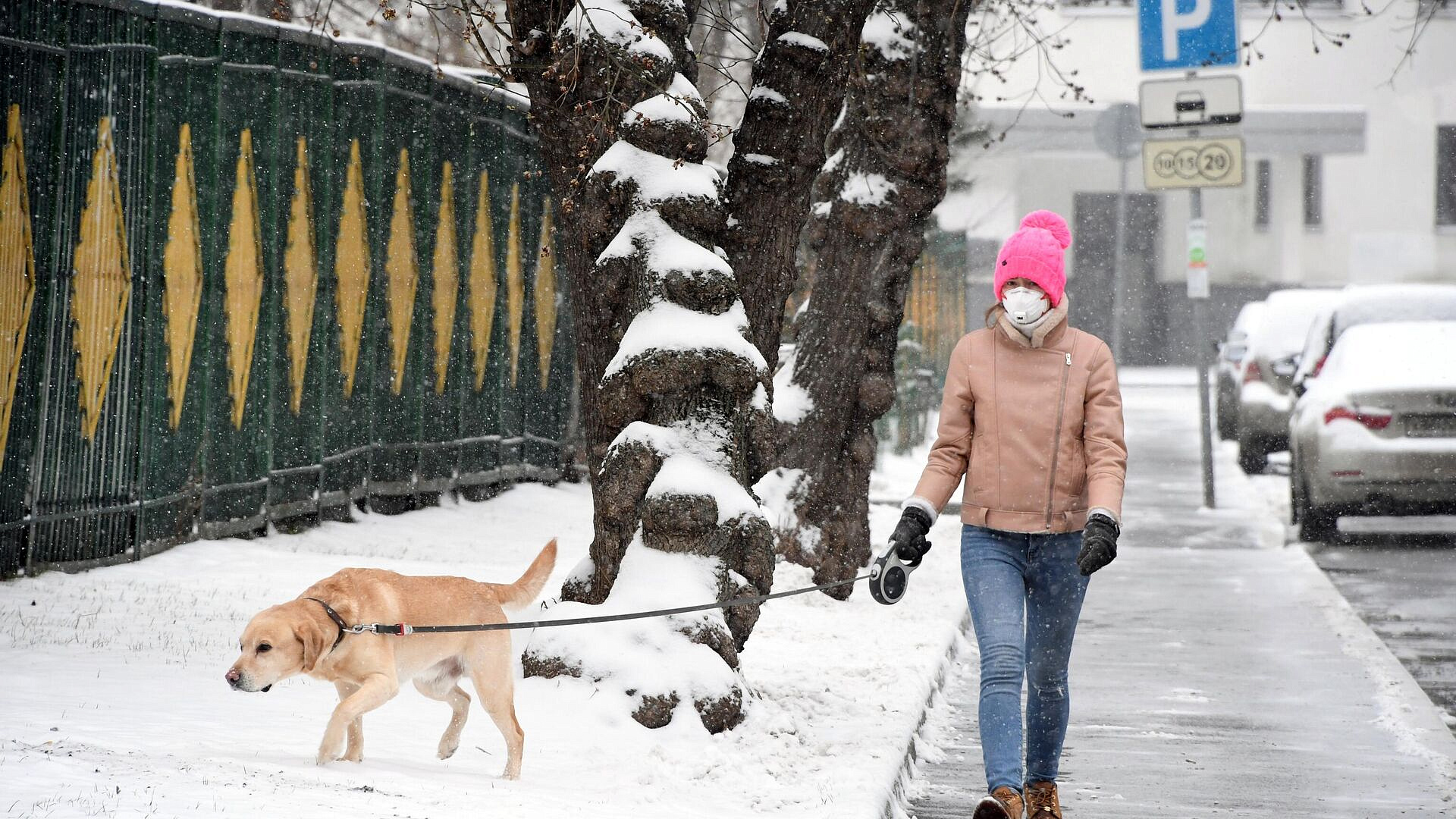 Опрос показал, сколько россиян убирают за своими питомцами на улице