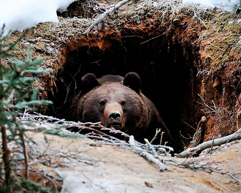 Экологический активист стал жертвой нападения медведя в Польше