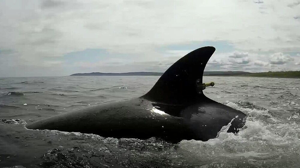 Восемь спасателей помогут косаткам, застрявшим на мели на Камчатке