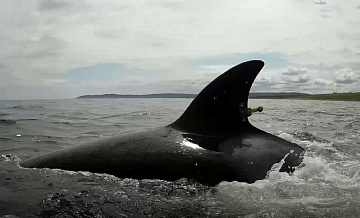 Восемь спасателей помогут косаткам, застрявшим на мели на Камчатке