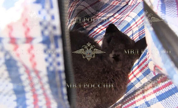 Подозреваемый в краже кенгурят из зоопарков хотел продать одного из них