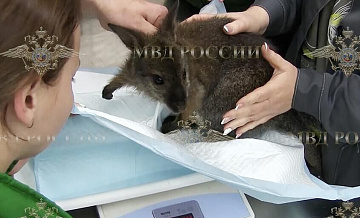 Ярославский суд продлил арест обвиняемому в краже кенгурят из зоопарков