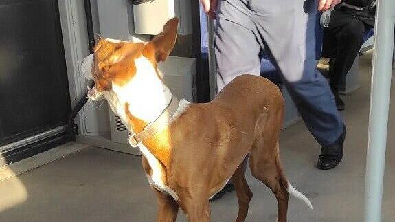 Забежавшая в электричку в Ленинградской области собака сама покинула вагон