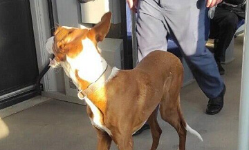 Забежавшая в электричку в Ленинградской области собака сама покинула вагон