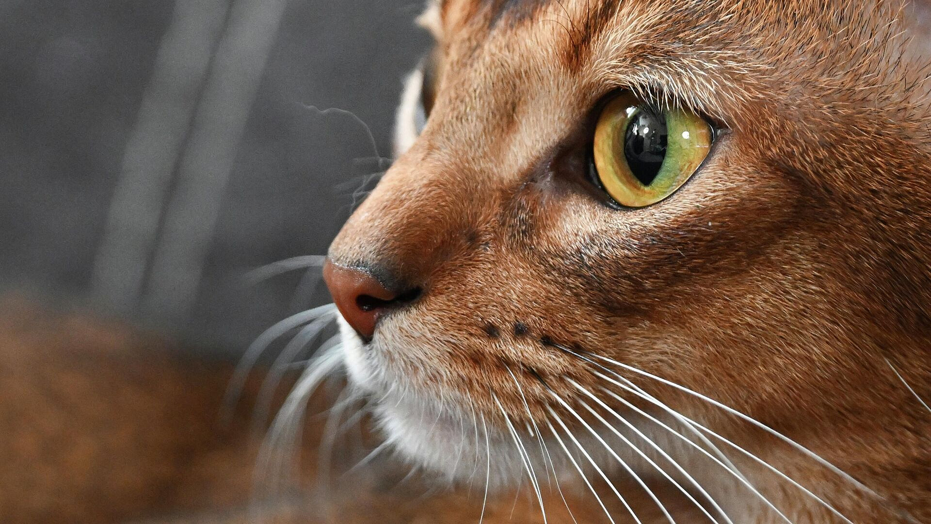 Самому красивому в мире коту подберут пару, рассказала его хозяйка