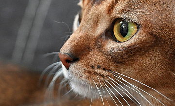 Самому красивому в мире коту подберут пару, рассказала его хозяйка