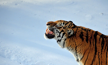 Эксперт рассказал, как снежная зима скажется на амурских тиграх