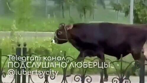 Хозяин быка, убежавшего в Люберцах, пытается его поймать