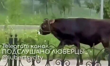 Хозяин быка, убежавшего в Люберцах, пытается его поймать