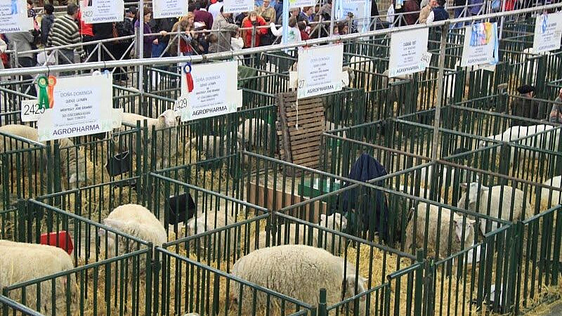 Аргентина сняла запрет на экспорт живого скота