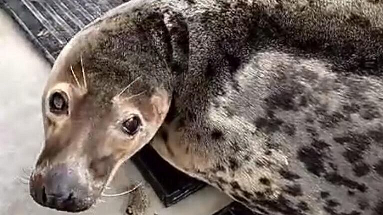 � ���������� �������� �������� ������ ������ � ����������