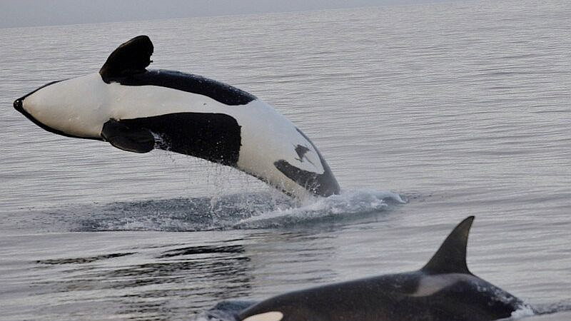 �� �������� ������ ������� ���������� � ���� �������, ���������� � ������