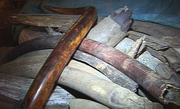 На Дальнем Востоке двух россиян будут судить за контрабанду бивней мамонта