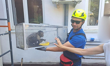 Сбежавшую из зоопарка в Евпатории обезьяну ловили два дня