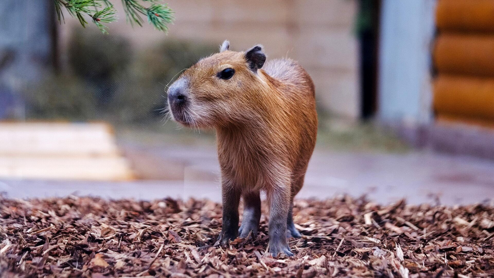 Избитую людьми в Бразилии капибару смогут вернуть в природу